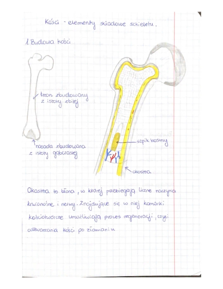 Budowa i Funkcje Kości: Tkanka Kostna Zbita i Gąbczasta, Szpik Kostny, Zrost Kości