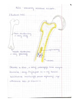 Budowa i Funkcje Kości: Tkanka Kostna Zbita i Gąbczasta, Szpik Kostny, Zrost Kości