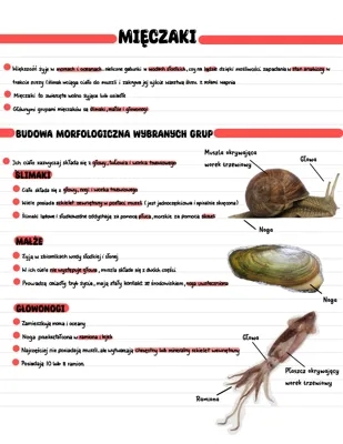 Mięczaki - zwierzęta o miękkim, niesegmentowanym ciele 