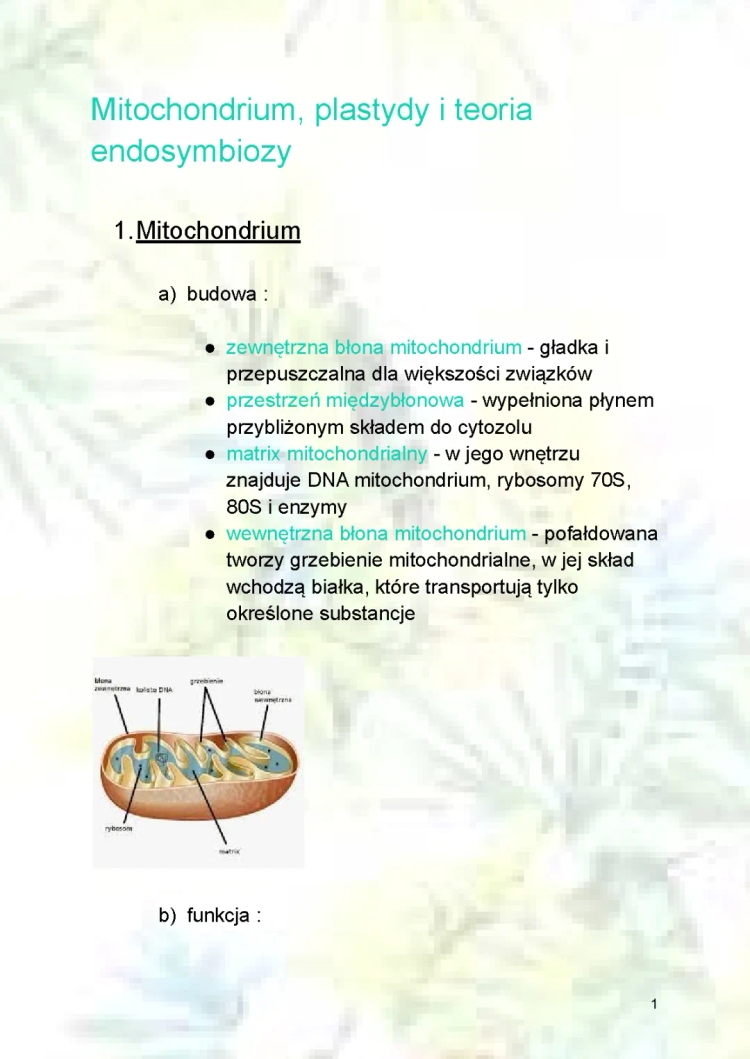 ¿Qué son los Mitochondrios y Plastidios? - Construcción y Funciones