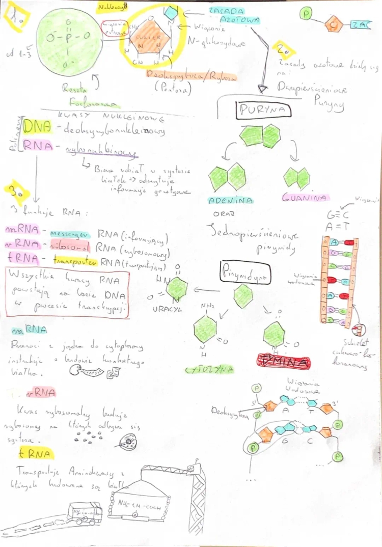 Budowa i funkcje kwasów nukleinowych: DNA, RNA oraz nukleotydy