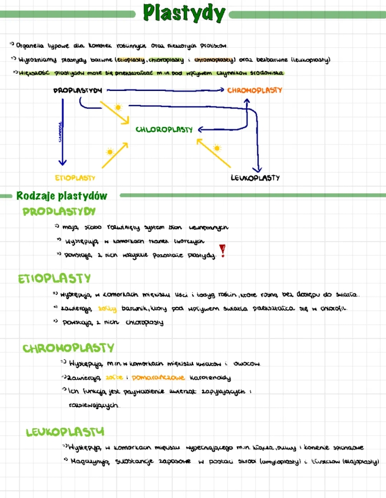 Plastids and Photosynthesis for Kids: Types, Functions, and How They Work