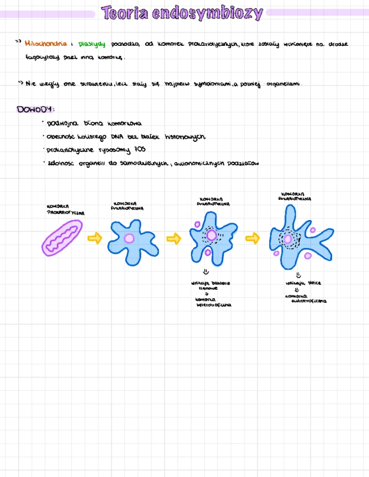 Teoria Endosymbiozy: Argumenty, Schematy i Funkcje Organelli