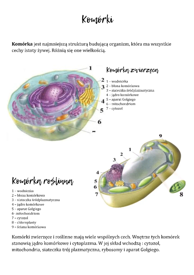 Notatki z Biologii klasa 5 - Dział 3 i 4, Czynności Życiowe, Budowa Komórek, Różnice Komórkowe