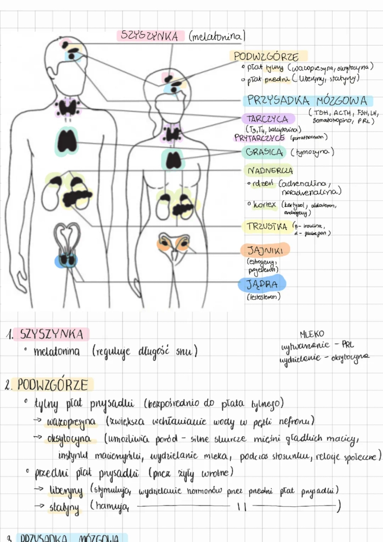 Understanding Hormones and Insulin: A Guide for Teens