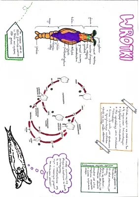 Wrotki - Biologia rozszerzona i Grupa bezkręgowców