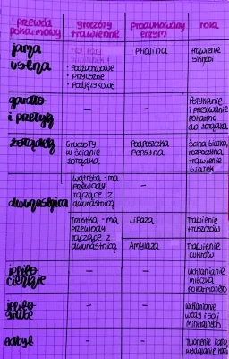 Czas trawienia tabela - Jak odbywa się trawienie pokarmu? Droga pokarmu z jamy ustnej do odbytu