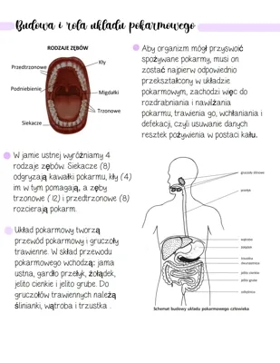 Budowa i rola układu pokarmowego