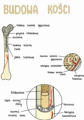 Budowa kości