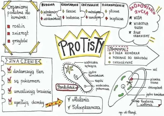 Protisty klasa 5 - Przykłady, Budowa i Czynności życiowe