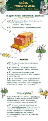 Budowa i funkcje skóry - Klasa 7, choroby i higiena skóry, tkanka podskórna