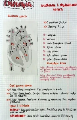 Notatka Budowa i działanie serca