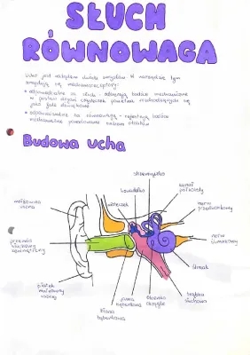 How Your Ear Works: Outer, Middle, and Inner Ear Explained