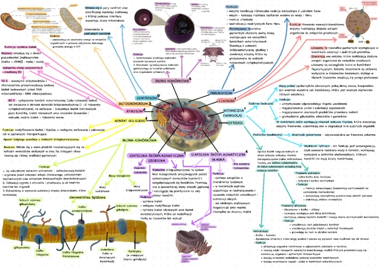 Jak działa komórka: Mitochondria, Błona i Aparat Golgiego