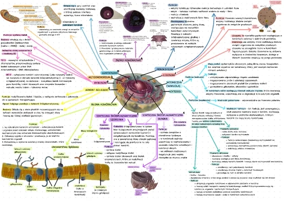 Jak działa komórka: Mitochondria, Błona i Aparat Golgiego