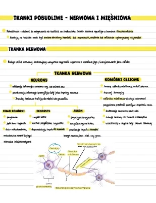 Tkanki pobudliwe: nerwowa i mięśniowa - Prezentacja i rodzaje tkanek człowieka