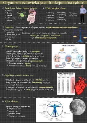 Hierarchiczna budowa organizmu człowieka - notatka dla klasy 7
