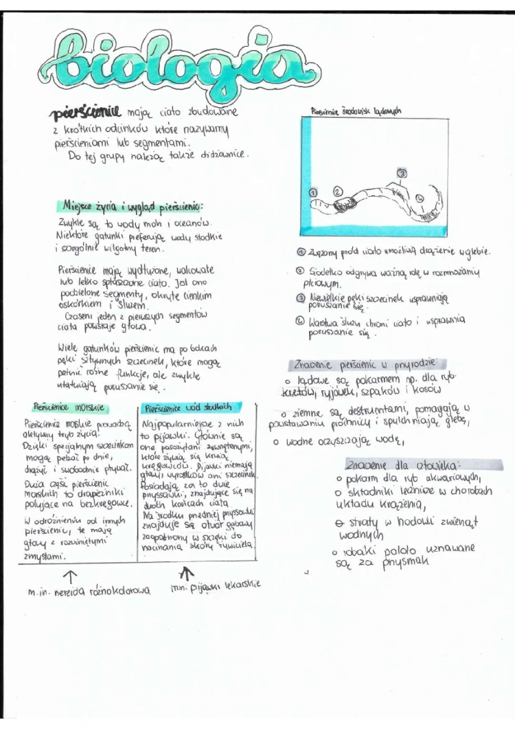 Pierścienice: Budowa, Gatunki i Znaczenie w Przyrodzie - Biologia Klasa 6