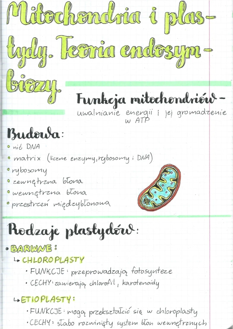 Mitochondria i plastydy. Teoria endosymbiozy 🍀