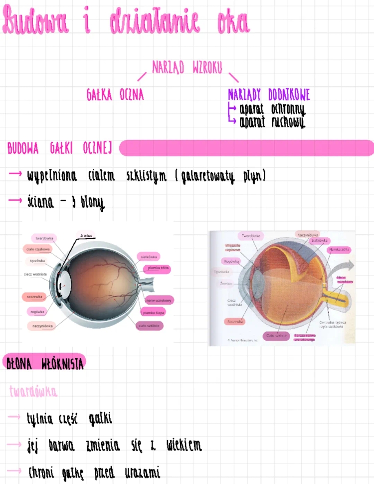 Budowa i działanie oka - schemat, funkcje, warstwy, soczewka i więcej!