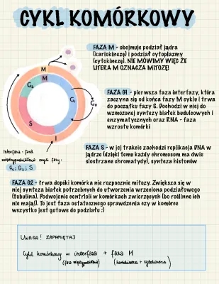 Cykl komórkowy i jego fazy - Fazy mitozy i mejozy, replikacja DNA