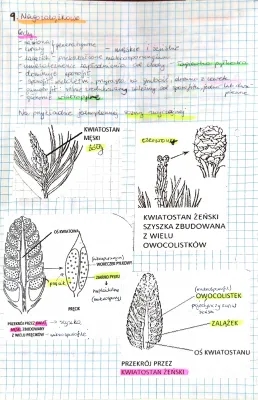 Cykle Rozwojowe i Budowa Sosny - Przewodnik dla 5 Klasy