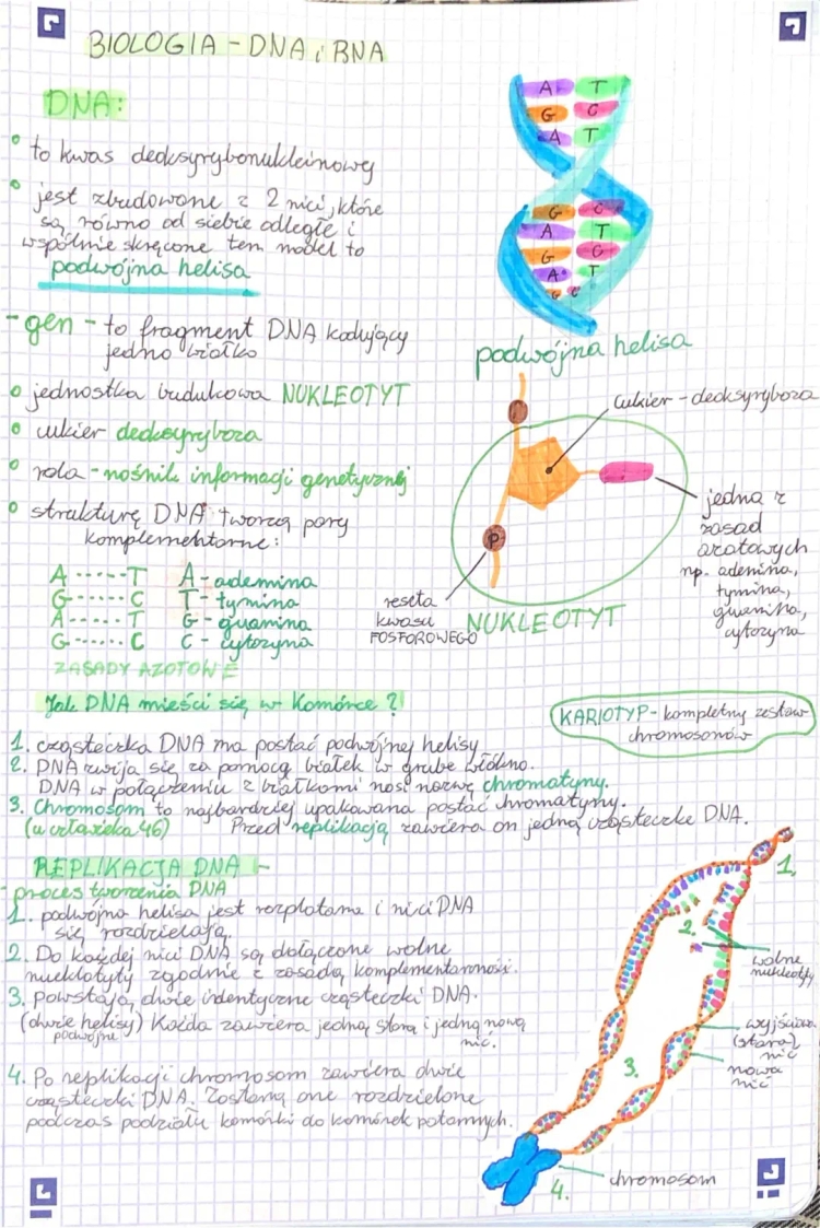 DNA and RNA: Easy Guide to Structure and Functions for 10-Year-Olds