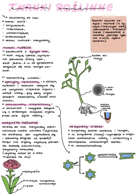 Tkanki roślinne klasa 5 - Merystemy, tkanki okrywające i wzmacniające