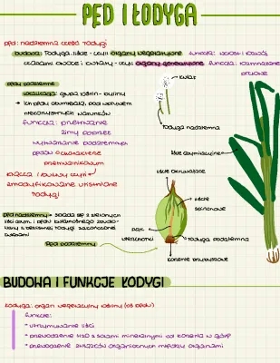 Pęd i łodyga