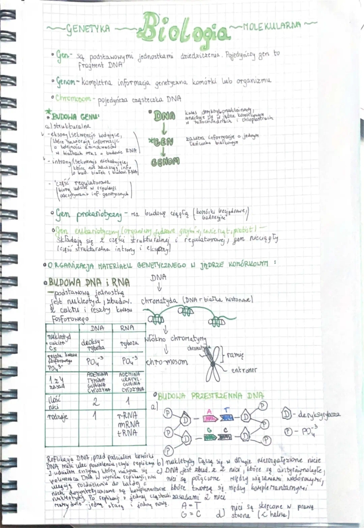 Genetyka Molekularna Podstawa: Budowa DNA, RNA i Geny - Sprawdzian 3 Liceum