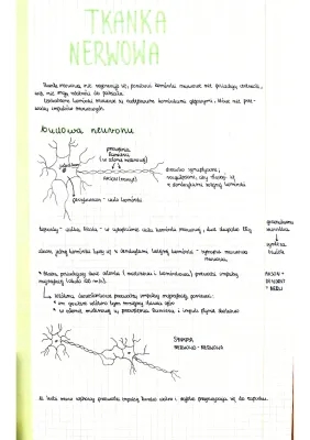 Tkanka Nerwowa: Budowa, Funkcje i Przewodzenie Impulsów Nerwowych