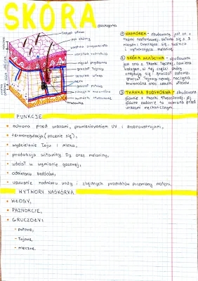 Budowa i Funkcje Skóry - Dla Dzieci, Warstwy, Gruczoły i Więcej!