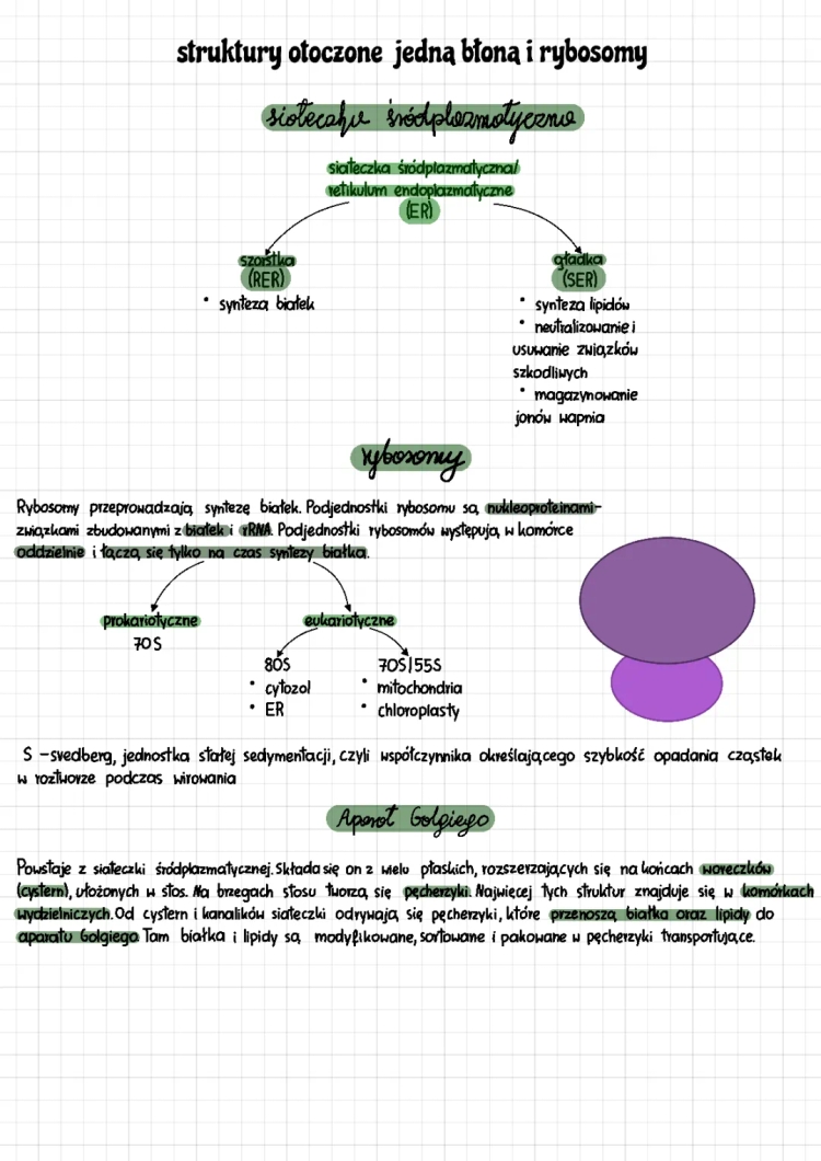 Struktury komórkowe otoczone jedną błoną i rybosomy - Notatka i zadania
