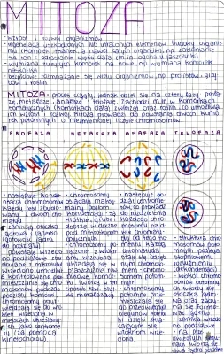 Co to mitoza i mejoza? Znaczenie, etapy cyklu komórkowego i przebieg mitozy w punktach