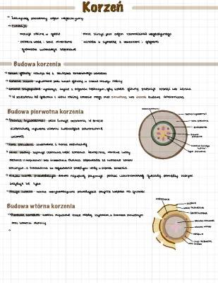 Budowa i Funkcje Korzenia: Klasa 5 dla Dzieci