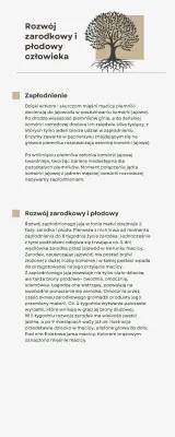 Rozwój zarodkowy i płodowy człowieka: Wszystko, co chcesz wiedzieć