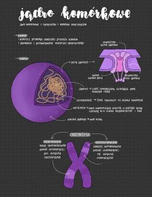 How Cell Nucleus Works: Chromatin, Nucleosomes, and DNA Packing