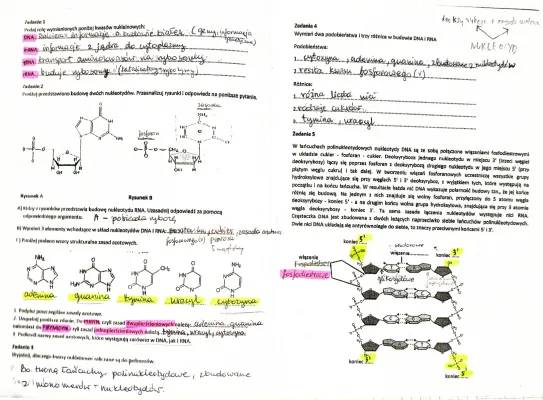 Kwasy nukleinowe: Budowa DNA, RNA i ich Funkcje