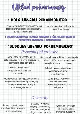 Jak Działa Układ Pokarmowy? Rola i Budowa!