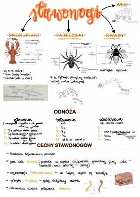 Stawonogi i mięczaki klasa 6 - przykłady, budowa, aparaty gębowe