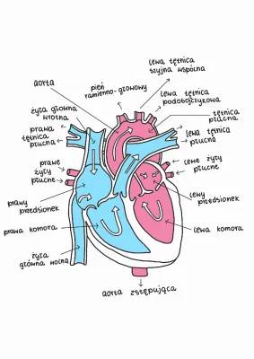 Budowa i Położenie Serca Człowieka - Rysunek i Schematy