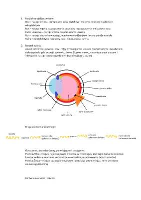Podstawowa Budowa Oka i Jego Funkcje - Notatka i Schematy dla Klasy 7