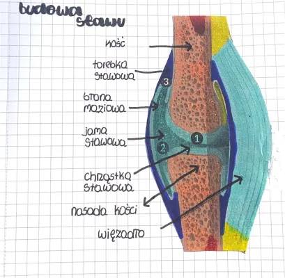 Budowa Stawu i Kości Człowieka - Klasa 7 Biologia 🦴