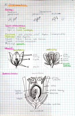 Rośliny i Fotosynteza - Biologia Rozszerzona