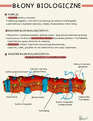 Budowa i funkcje błon biologicznych. Transport bierny i czynny, dyfuzja i więcej!