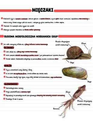 Najpopularniejsze mięczaki: Co to za zwierzęta z muszlą?