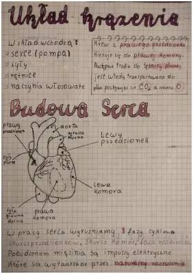 How Your Heart Works and What Blood Does