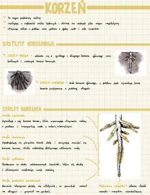 Budowa i Funkcje Korzenia - Korzenie w Klasie 5