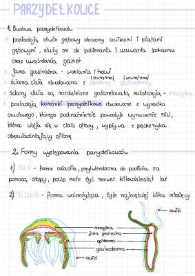 Budowa i Funkcje Parzydełkowców - BiologHelp