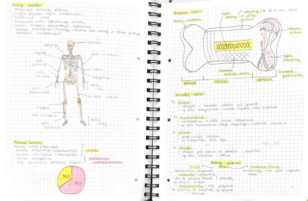 Budowa i funkcje szkieletu człowieka - notatki